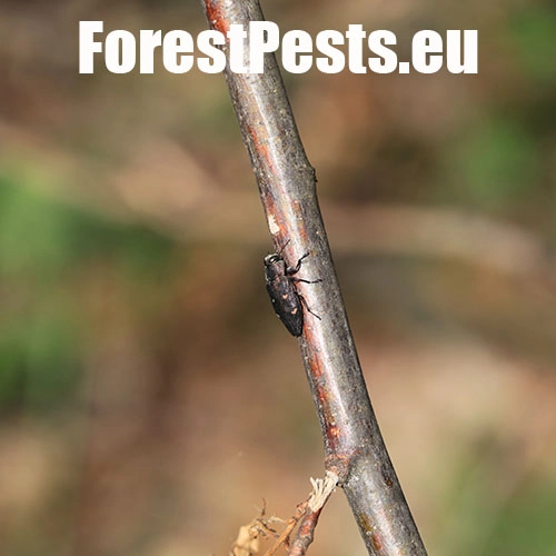 Krasoň &scaron;esťbod&yacute;