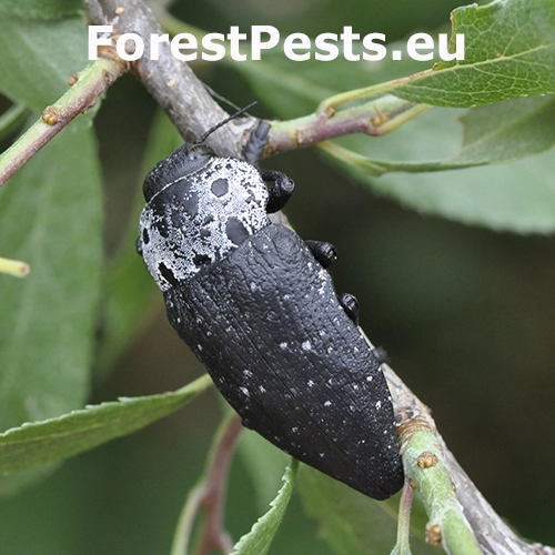 Krasoň tmavosiv&yacute;