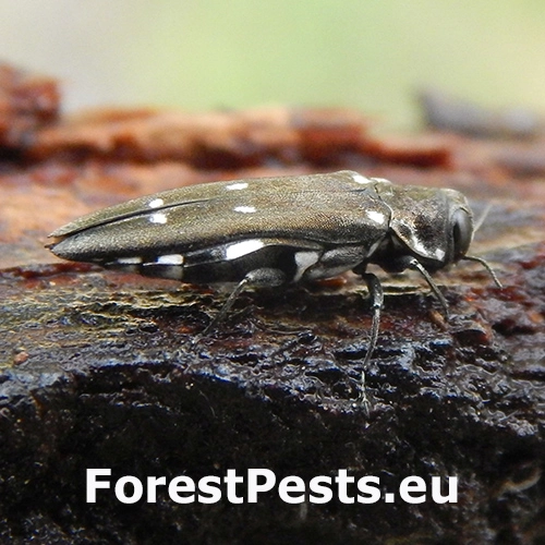 Krasoň topoľov&yacute;