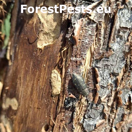 Krasoň Trachypteris picta