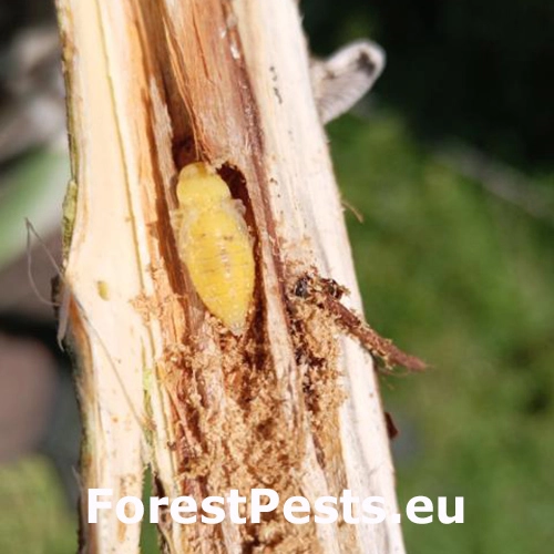 Krasoň Trachypteris picta
