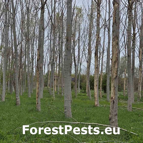 Krasoň Trachypteris picta