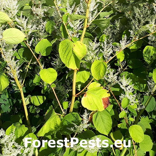 Kr&iacute;dlatka japonsk&aacute; = poh&aacute;nkovec