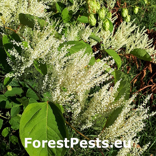 Kr&iacute;dlatka japonsk&aacute; = poh&aacute;nkovec