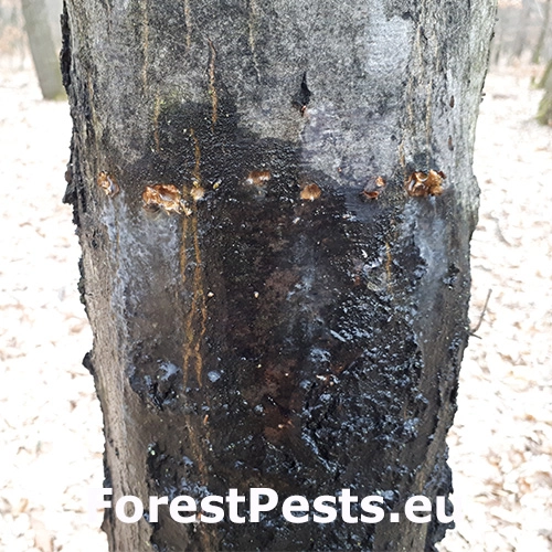 Kr&uacute;žkovanie stromov - ďateľ