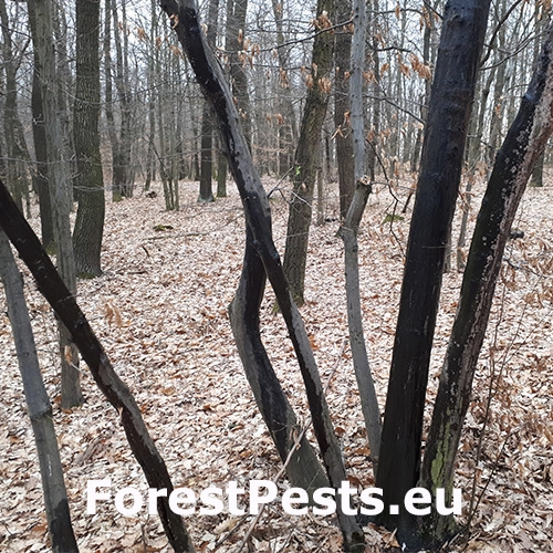 Kr&uacute;žkovanie stromov - ďateľ