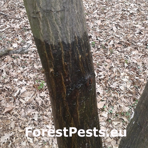 Kr&uacute;žkovanie stromov - ďateľ