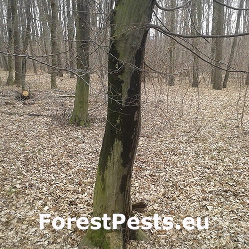 Kr&uacute;žkovanie stromov - ďateľ