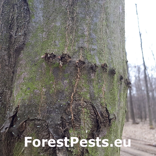 Kr&uacute;žkovanie stromov - ďateľ