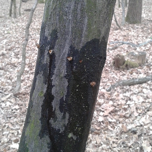 Kr&uacute;žkovanie stromov - ďateľ