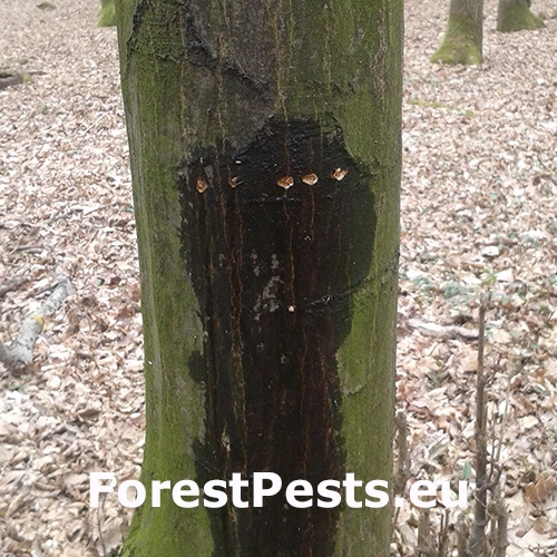 Kr&uacute;žkovanie stromov - ďateľ