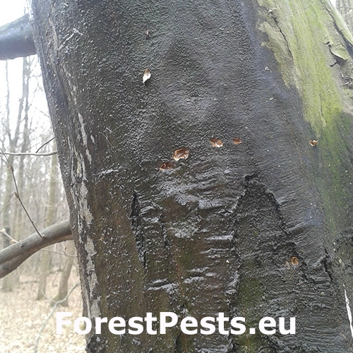 Kr&uacute;žkovanie stromov - ďateľ