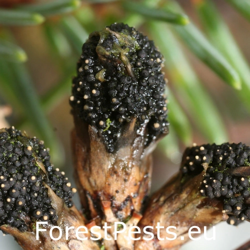 Kukurbit&aacute;ria smrekov&aacute;