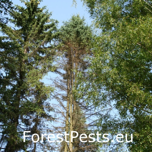 Kukurbit&aacute;ria smrekov&aacute;