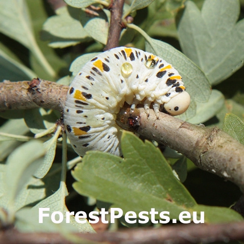Kyjačka Cimbex quadrimaculatus