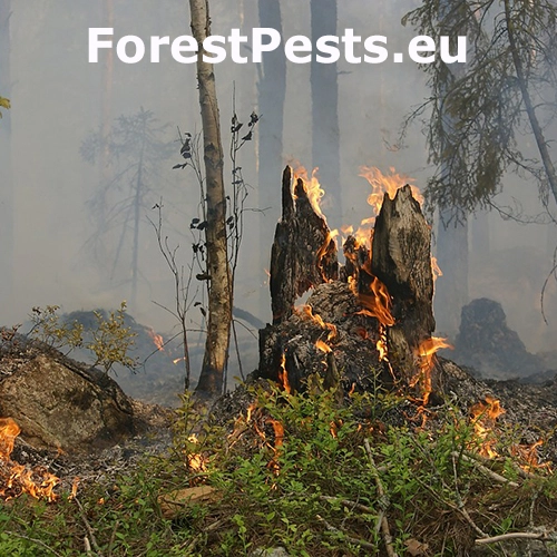 Lesn&yacute; požiar