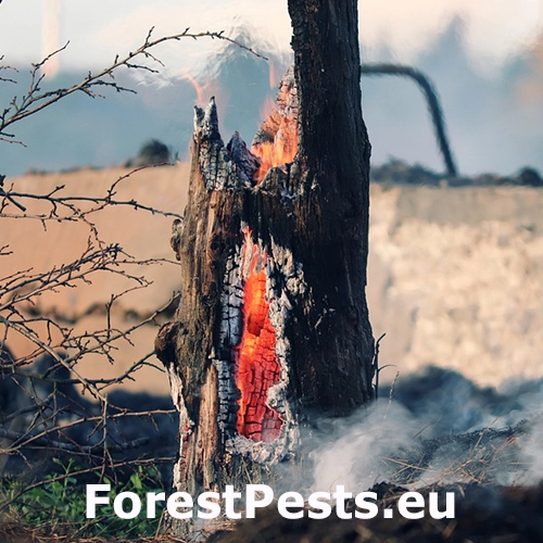 Lesn&yacute; požiar