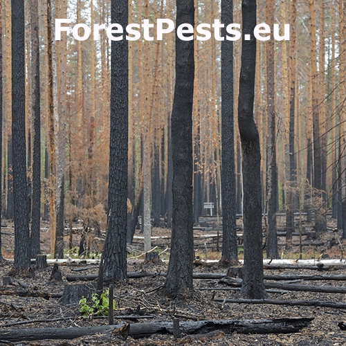 Lesn&yacute; požiar