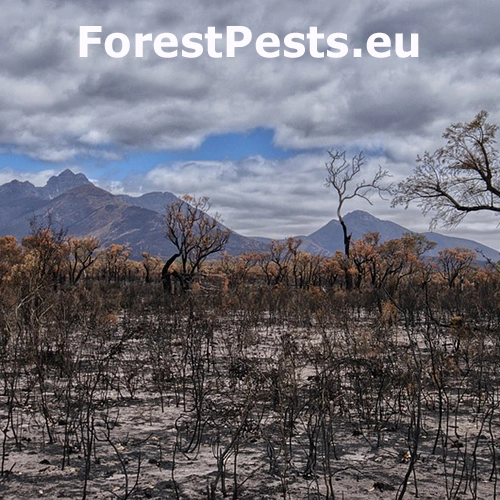 Lesn&yacute; požiar