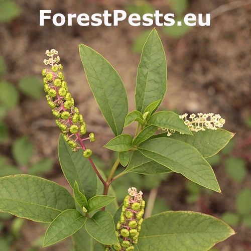 L&iacute;čidlo jedl&eacute;