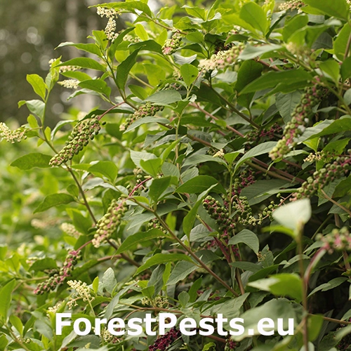 L&iacute;čidlo jedl&eacute;