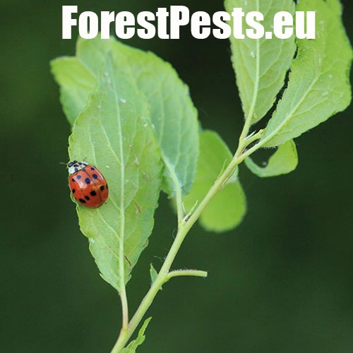 Lienka v&yacute;chodn&aacute;