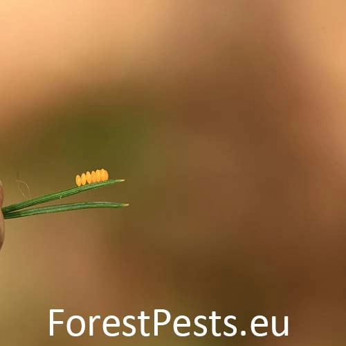 Lienka v&yacute;chodn&aacute;