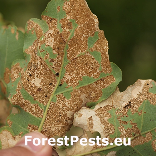 Liskavka Altica quercetorum