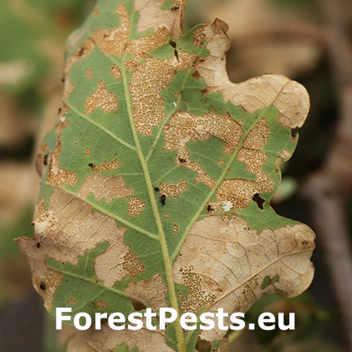 Liskavka Altica quercetorum