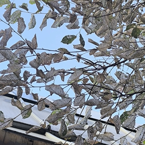 Liskavka brestov&aacute;