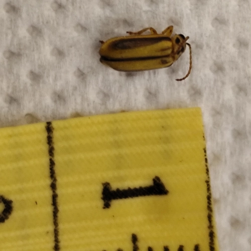 Liskavka brestov&aacute;