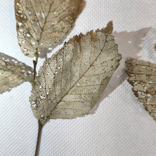 Foto: Ioannis Minagias, Aristotle University of Thessaloniki