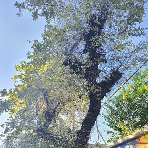 Foto: Ioannis Minagias, Aristotle University of Thessaloniki