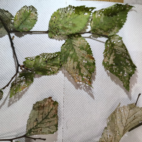 Foto: Ioannis Minagias, Aristotle University of Thessaloniki