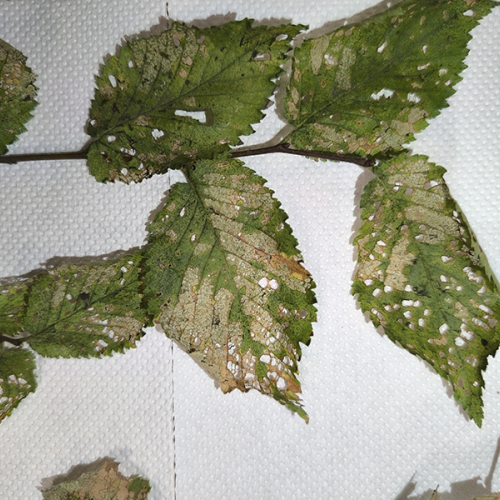 Foto: Ioannis Minagias, Aristotle University of Thessaloniki