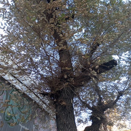 Liskavka brestov&aacute;