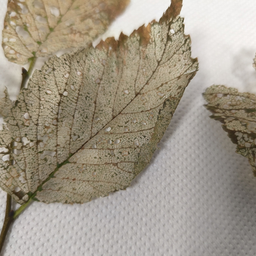 Foto: Ioannis Minagias, Aristotle University of Thessaloniki