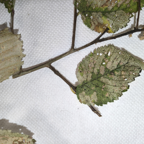 Foto: Ioannis Minagias, Aristotle University of Thessaloniki