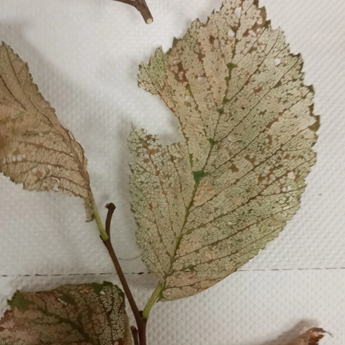 Liskavka brestov&aacute;