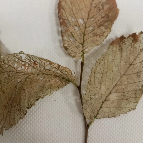 Liskavka brestov&aacute;