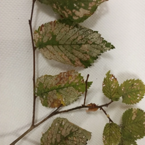 Liskavka brestov&aacute;