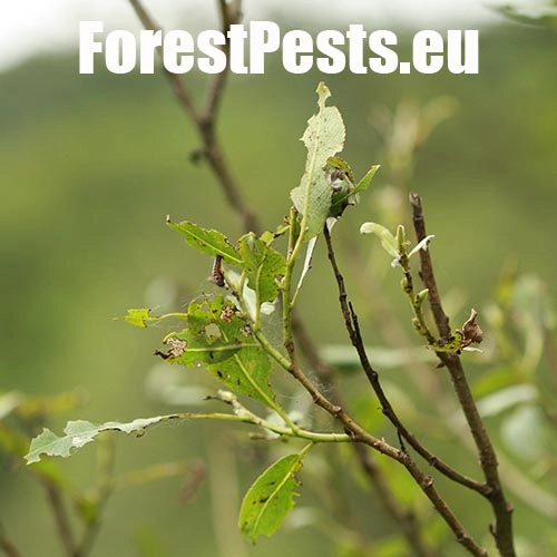 Liskavka Chrysomela vigintipunctata 