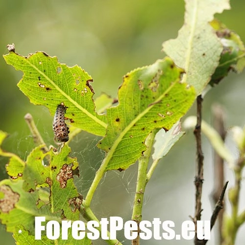 Liskavka Chrysomela vigintipunctata 