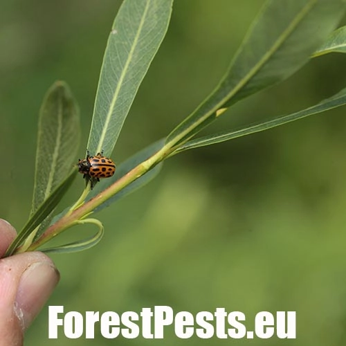 Liskavka Chrysomela vigintipunctata 