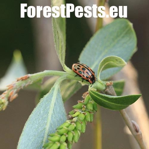 Liskavka Chrysomela vigintipunctata 