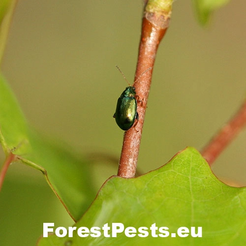 Liskavka Crepidodera spp.