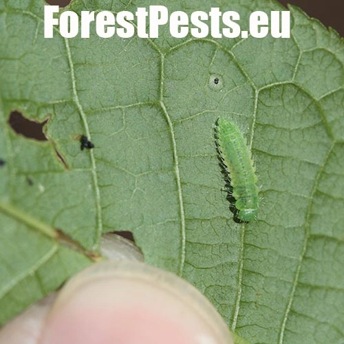 Liskavka Gonioctena quinquepunctata