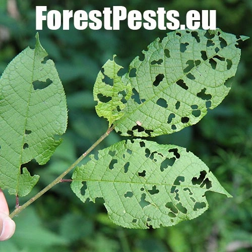 Liskavka Gonioctena quinquepunctata