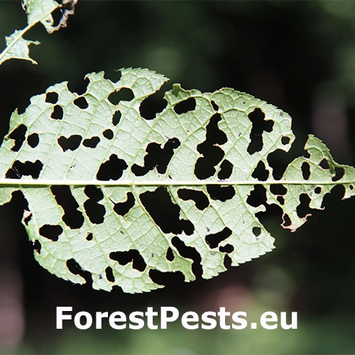 Liskavka Gonioctena quinquepunctata