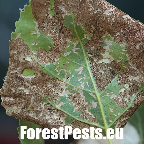 Liskavka Phyllodecta vitellinae